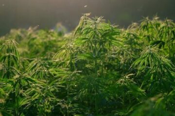 La industria del cannabis podría generar al menos 1.100 millones de dólares en los próximos años (mención a Entre Ríos)