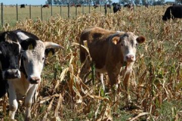 Ahora piden que la ayuda sea más eficiente