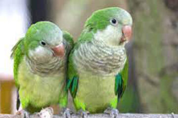 (Mención a Entre Ríos) Margarita y Toto, los loros influencers que son furor en las redes por cantar una conocidísima canción para niños