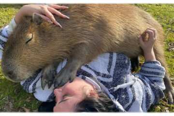 (En ciudad entrerriana) Se fueron a vivir a una isla durante la pandemia y conviven con carpinchos que son furor en las redes