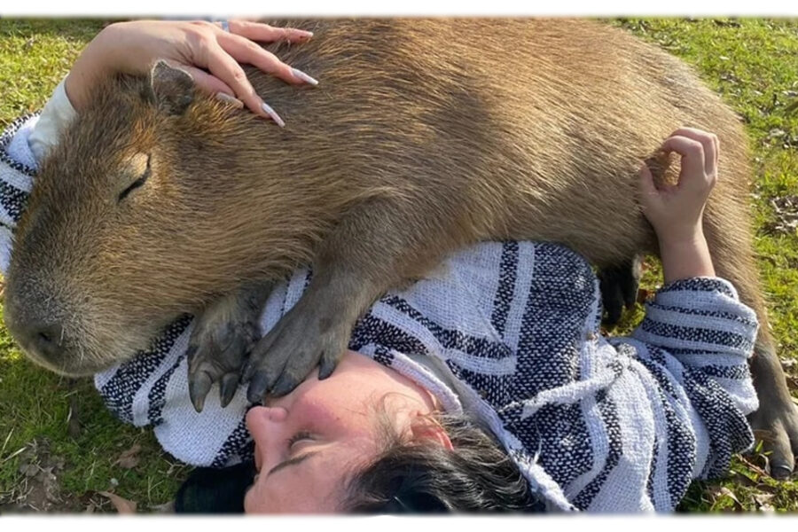 (En ciudad entrerriana) Se fueron a vivir a una isla durante la pandemia y conviven con carpinchos que son furor en las redes