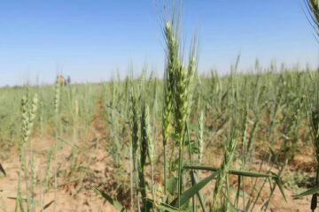 (Mención a Entre Ríos) La sequía no cede y pone en riesgo a más de un cuarto del trigo sembrado