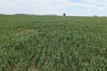 (Mención a Entre Ríos) Se agrava la crisis por la sequía y advierten que ya se encuentra afectado el 60% del país