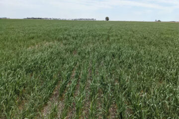 (Mención a Entre Ríos) Falta de lluvias: ya son más de 22 millones de hectáreas en estado de “sequía severa”