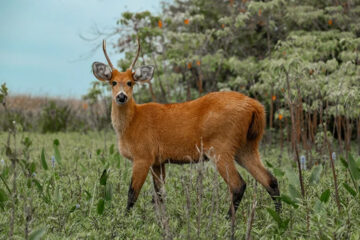 Entre Ríos: un ciervo atacó y mató a un hombre de 86 años e hirió a su mujer