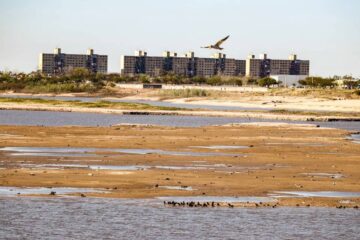 Las consecuencias de la bajante en el río Paraná: pérdida de cosechas, mortandad de ganado y fauna ictícola