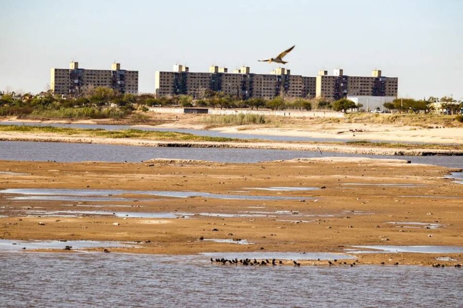 Las consecuencias de la bajante en el río Paraná: pérdida de cosechas, mortandad de ganado y fauna ictícola