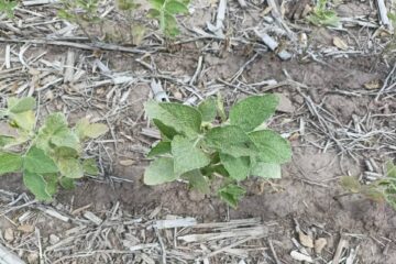 (Mención a Entre Ríos) Radiografía de la sequía: cuáles son las zonas y las producciones del campo argentino más afectadas