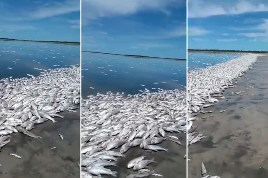 (Mención a Bahillo) Los efectos de la sequía: miles de peces aparecieron muertos en una costa de Santa Fe