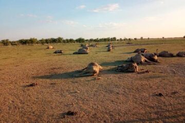 (Mención a Entre Ríos) Aumenta el reclamo del campo de celeridad en la asistencia para enfrentar la sequía