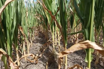 Sequía: el senador Alfredo De Angeli presentó un proyecto para que se eliminen en forma gradual las retenciones