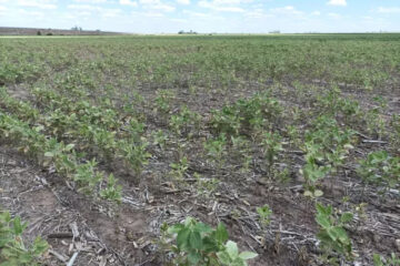 (Mención a Bahillo) Por los efectos de la sequía, la cadena de la soja pidió un cambio de políticas para volver a crecer