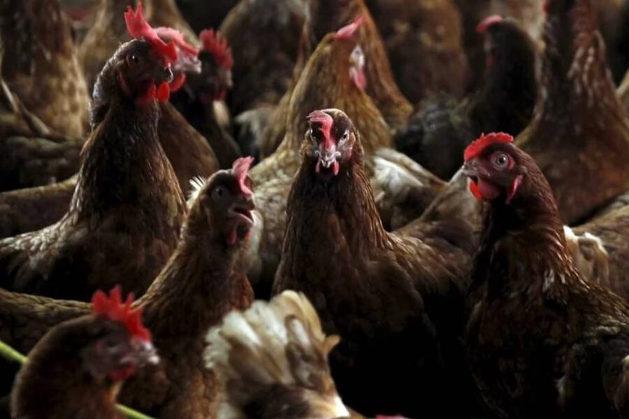 Entre Ríos permanece alerta ante la aparición de nuevos casos