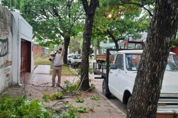 Personal municipal continúa la poda del arbolado urbano
