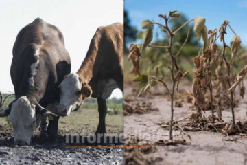 Extendieron la emergencia agropecuaria en Entre Ríos