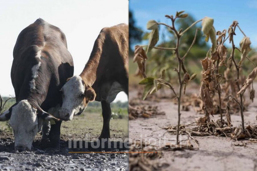 Extendieron la emergencia agropecuaria en Entre Ríos
