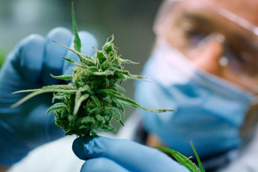 Celebración entrerriana por la reglamentación de la Ley del Cannabis