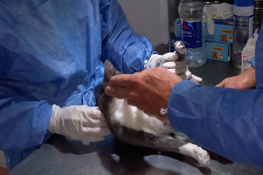 Más de mil castraciones en el área de Zoonosis municipal