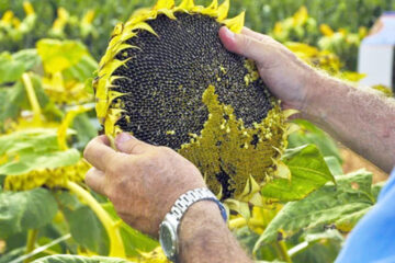 El clima provocó una fuerte caída en la cosecha de girasol en la provincia