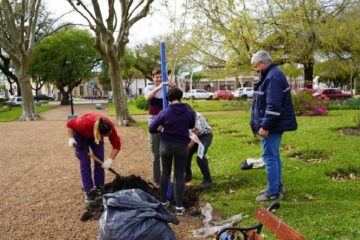 Reforestación de especies en Plaza Urquiza