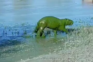 Entre Ríos: Aparecieron “carpinchos verdes” en el río Uruguay